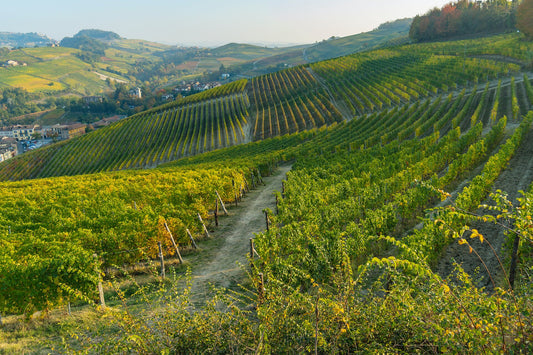 Our Barolo Guide