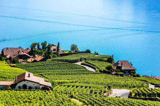 Understanding Swiss Indigenous Grapes